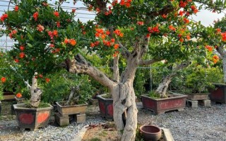 哪种石榴树品种最好？