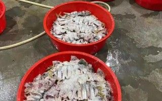 广西北海养殖什么好销售