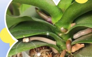 蝴蝶兰繁殖方法有哪些？