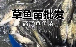 2025优质水产种苗如何选？