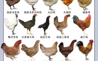 蛋鸡养殖品种究竟有多少种？