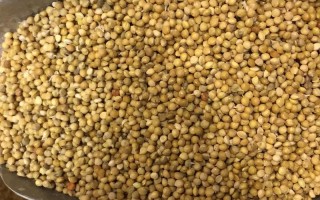 山东谷子种价格是多少