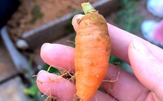 胡萝卜品种怎么选？