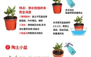 白醋浇绿萝的正确方法是什么？