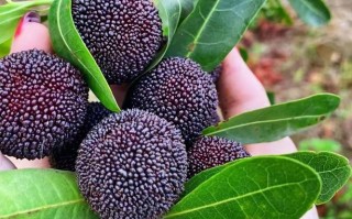 四川特有的杨梅品种是什么？