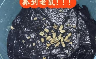 用什么方法最快挖到竹鼠