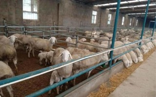 冬天喂羊什么饲料最好