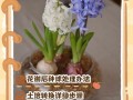 风信子枯萎后怎么处理？