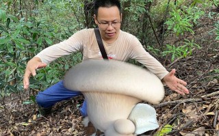 世界上最大的菌类有多大？