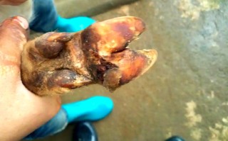 腐蹄病最佳治疗方法是什么？