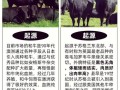 散养牛选什么品种好？