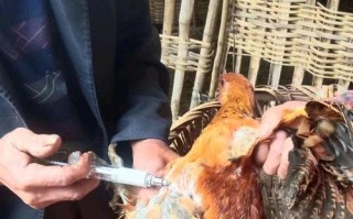 鸡禽流感疫苗怎么注射才正确？
