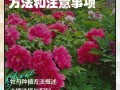 牡丹蔷薇花怎么养才好？