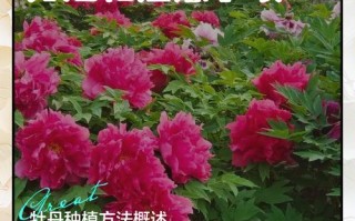 牡丹蔷薇花怎么养才好？