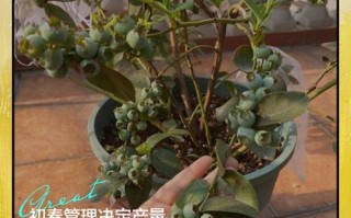秋天盆栽蓝莓该怎么管理？