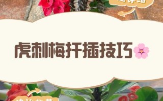 虎刺梅何时扦插？方法有哪些要点？