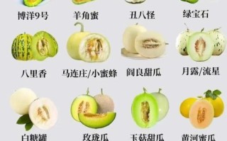最新甜瓜品种有哪些？