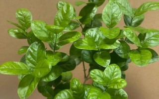 宝珠茉莉品种有哪些？价格多少？