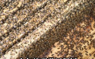 中华蜜蜂蜂王价格多少