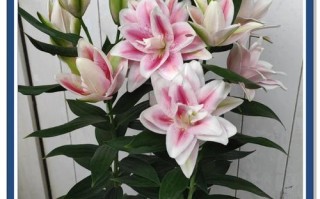 百合哪个品种花瓣最大？