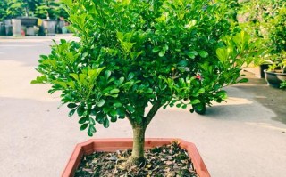 米兰怎么种？养护要注意啥？