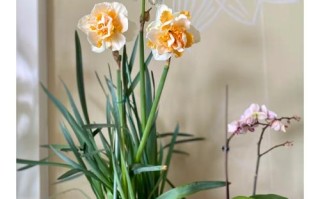 冬天水仙花怎么养才好？