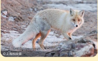 狐狸优良品种有哪些？