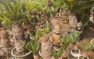 哪种铁树品种颜值最高？