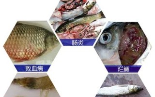 水产用浓缩大蒜素价格多少？