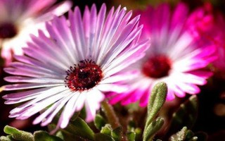 松叶菊新品种培育有何关键技巧？