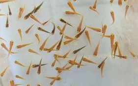 夏花鱼苗喂什么饲料