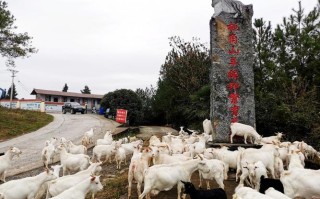 板角山羊价格是多少