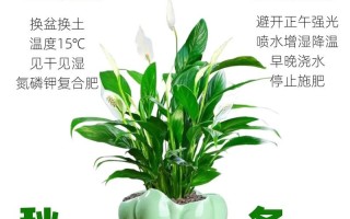 白掌土里养殖怎么养护？