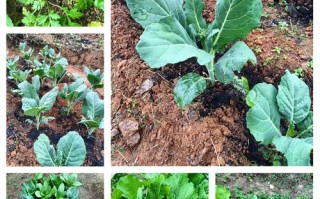 种白萝卜施肥方法有哪些关键点？