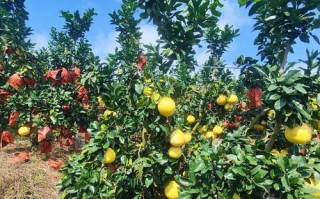 北方适合种哪些柚子品种？