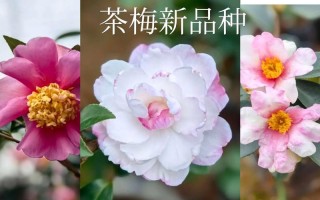 茶花种植及有那些品种