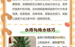 竹子怎么养？有哪些注意事项？