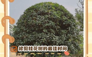 桂花怎么养才好？注意啥？