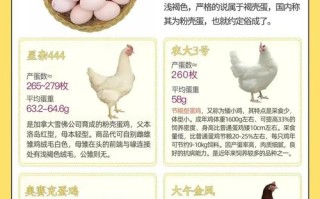 下蛋最多的鸡品种是哪个？