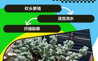 鹿角海棠怎么扦插？图解步骤在这里！