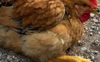 吃什么饲料鸡长的快