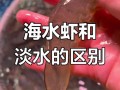 海边养殖虾有什么风险