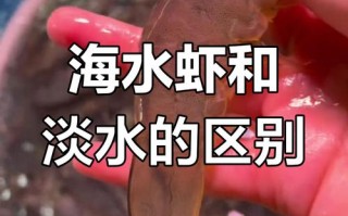 海边养殖虾有什么风险