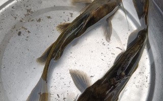 黄颡鱼养殖种什么水草