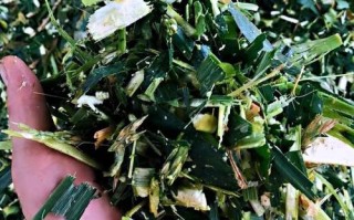 青饲料中缺少的维生素是什么