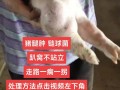 猪长脓包咋治？快速方法有哪些？