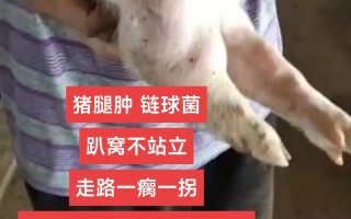 猪长脓包咋治？快速方法有哪些？