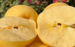 黄皮苹果是什么品种？