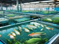 水产养殖促进生长的有什么