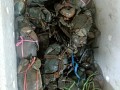 海南青蟹价格多少